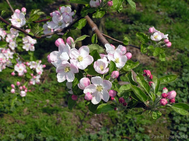 P5075404 kwitnące sady jabłoniowe