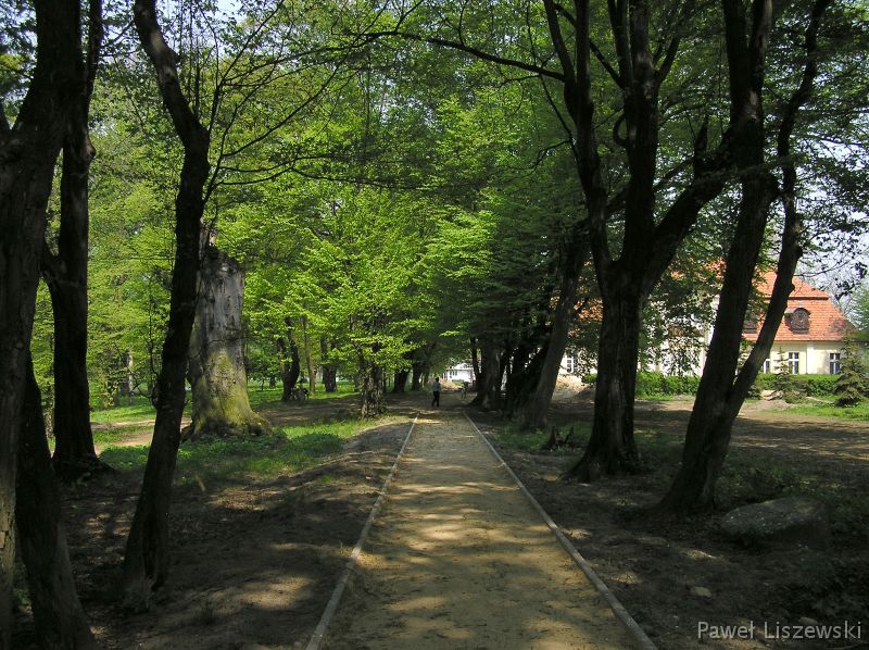 P5075475 park w Koźminku - aleja grabowa